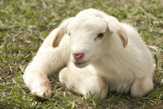 a picture of a calm lamb