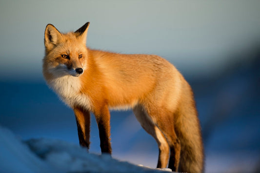 How to Know if You're a Red Fox Therian - A Guide