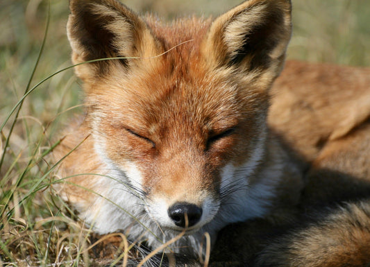 How to Therian Shift - Tutorial for Inducing Animal Sides