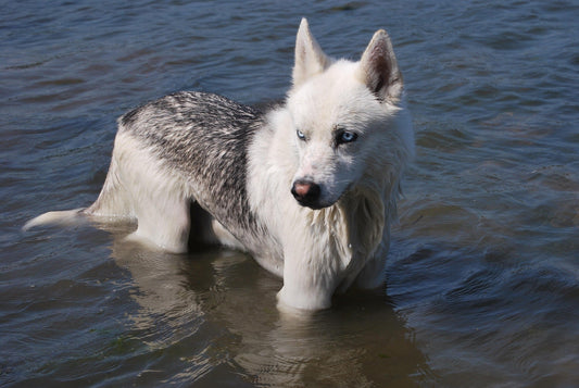I Am A Freak, I Shower Like A Dog - A Therian Experience